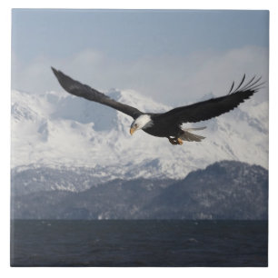 Steenarend in vlucht, Haliaeetus leucocephalus, Tegeltje