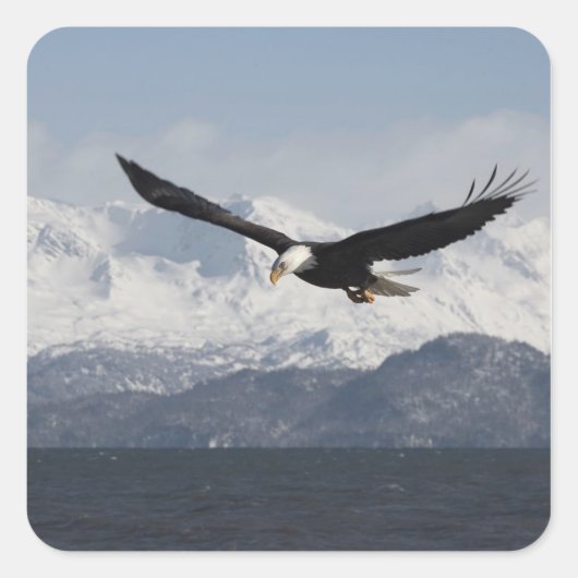 Steenarend in vlucht, Haliaeetus leucocephalus, Vierkante Sticker (Voorkant)