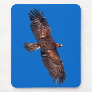 Steenarend in Vlucht Muismat (Blauw)