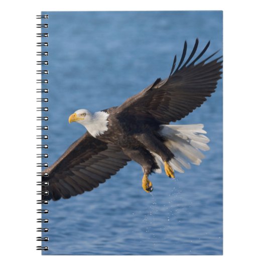 Steenarend in vlucht notitieboek (Voorkant)