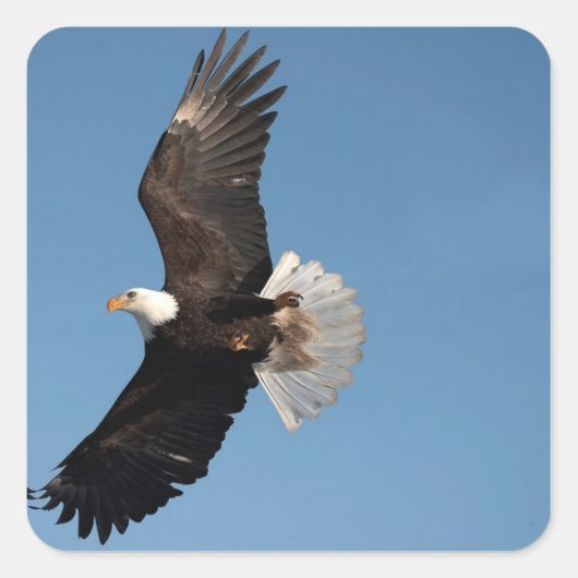 Steenarend in vlucht vierkante sticker (Voorkant)
