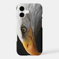 Steenarend iphcnm