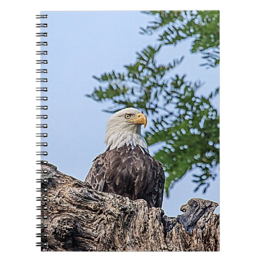 Steenarend op een tak notitieboek (Voorkant)