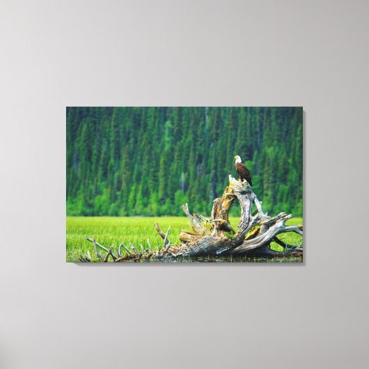 Steenarend op tak canvas afdruk (Voorkant)