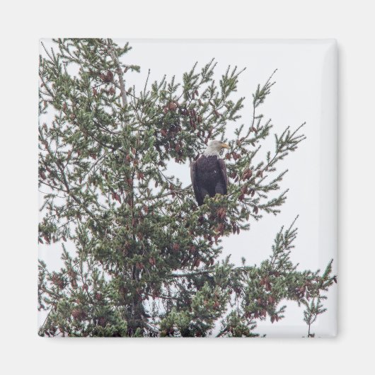 Steenarend P2825 Magneet (Voorkant)