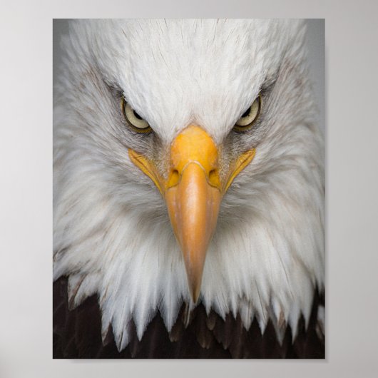 Steenarend Poster (Voorkant)