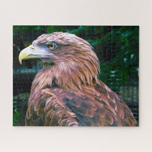 Steenarend Roofvogel. Legpuzzel (Horizontaal)