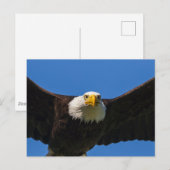 Steenarend vliegt dicht langs briefkaart (Voorkant / Achterkant)