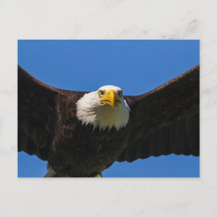 Steenarend vliegt dicht langs briefkaart