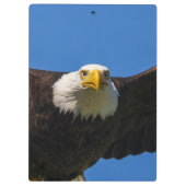 Steenarend vliegt dicht langs klembord (Achterkant)