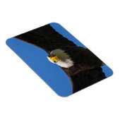 Steenarend vliegt dicht langs magneet (Rechterzijde)