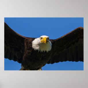 Steenarend vliegt dicht langs poster