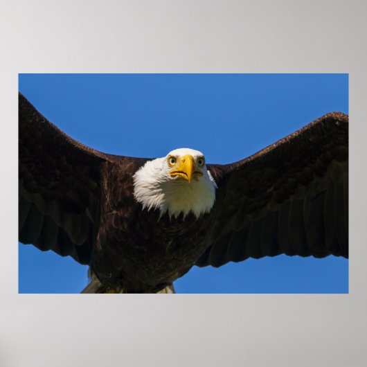 Steenarend vliegt dicht langs poster (Voorkant)
