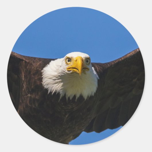 Steenarend vliegt dicht langs ronde sticker (Voorkant)