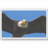 Steenarend vliegt dicht langs sticker (Voorkant)