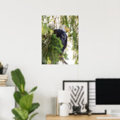 Steenarend zit in Douglasspar Poster (Thuiskantoor)
