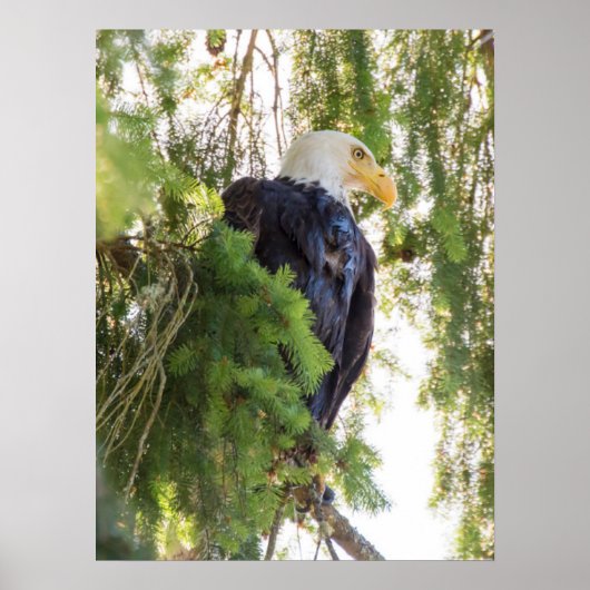 Steenarend zit in Douglasspar Poster (Voorkant)