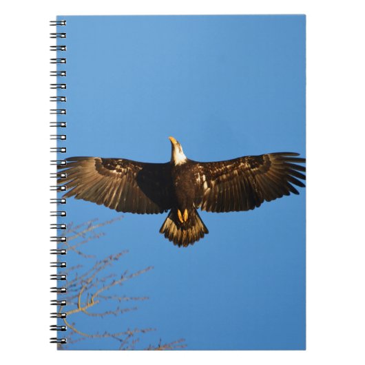 Steenarend zweeft1 notitieboek (Voorkant)