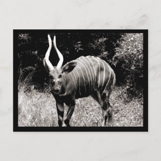 Steenbok Briefkaart