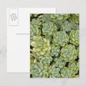 Steenbreek plantpatroon briefkaart (Voorkant / Achterkant)