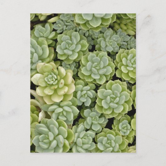 Steenbreek plantpatroon briefkaart (Voorkant)