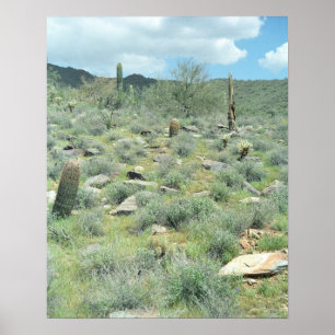 Steengesteente Sonoran Desert Poster Art Prints