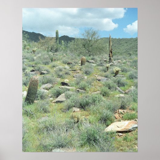Steengesteente Sonoran Desert Poster Art Prints (Voorkant)