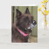 Steenhoop in sneeuw kaart (Gele Bloem)