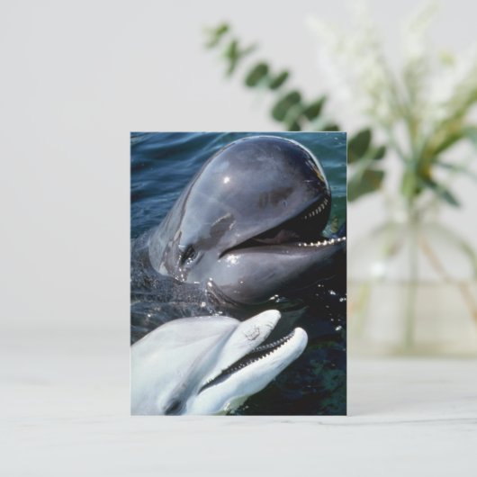 Steenkoolvis en dolfijn in de Atlantische Oceaan Briefkaart (Staand voorkant)