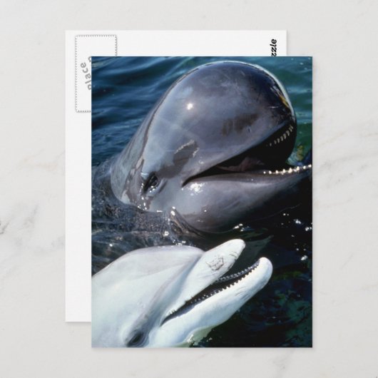 Steenkoolvis en dolfijn in de Atlantische Oceaan Briefkaart (Voorkant / Achterkant)