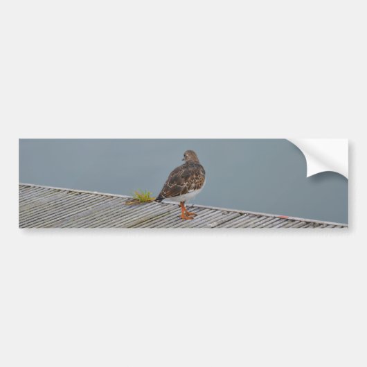 Steenloper Bumpersticker (Voorkant)