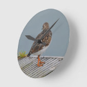 Steenloper Ronde Klok (Hoek)