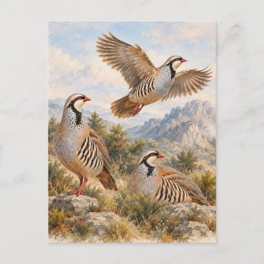 Steenpatrijs Kunst Briefkaart (Voorkant)