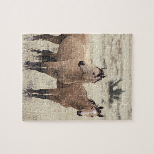 Steens Mustangs Puzzle  Legpuzzel (Horizontaal)