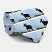 Steenschaap (grote ram) stropdas (Opgerold)