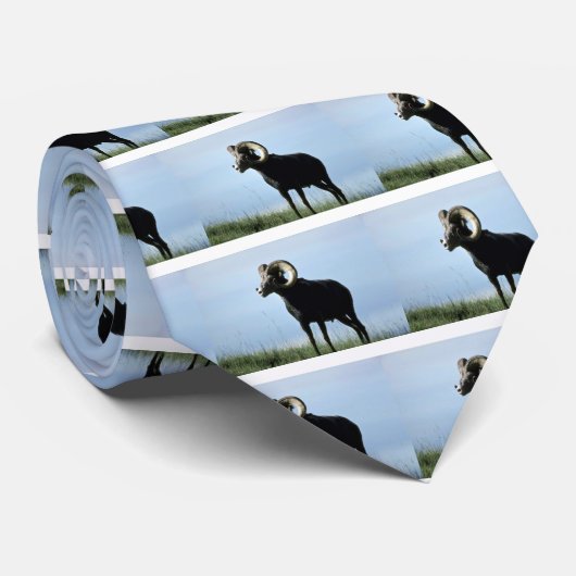 Steenschaap (grote ram) stropdas (Opgerold)