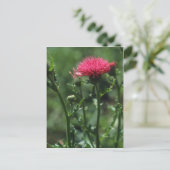 Steentle (Cirsium Japonicom) bloemen Briefkaart (Staand voorkant)