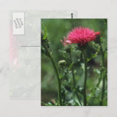 Steentle (Cirsium Japonicom) bloemen Briefkaart (Voorkant / Achterkant)
