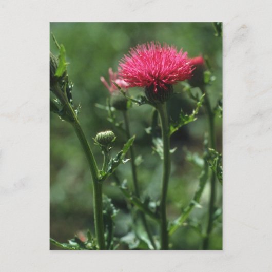 Steentle (Cirsium Japonicom) bloemen Briefkaart (Voorkant)