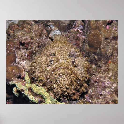 steenvis poster (Voorkant)