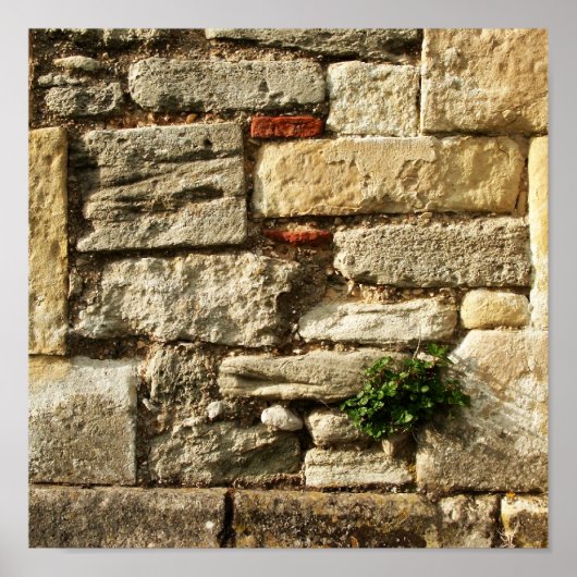 Steenwand. Met klein plant. Poster (Voorkant)