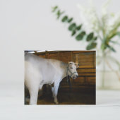 Steer Briefkaart (Staand voorkant)