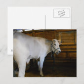 Steer Briefkaart (Voorkant / Achterkant)