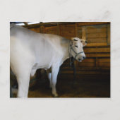 Steer Briefkaart (Voorkant)