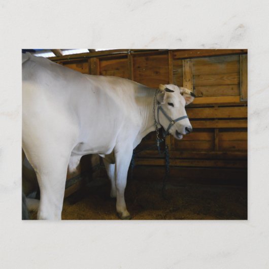 Steer Briefkaart (Voorkant)