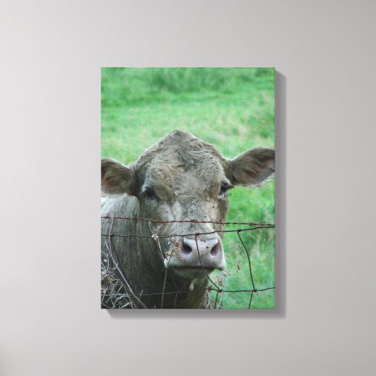 Steer Says Hallo Canvas Afdruk (Voorkant)