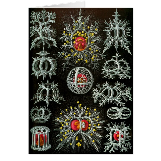 Stefoidea (Voorkant)