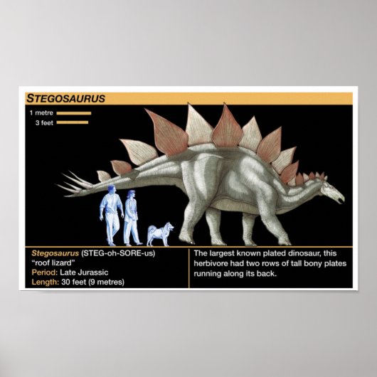 Stegosaurus - Biologie Dinosaurustijdlijn Poster (Voorkant)