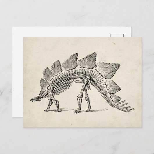 Stegosaurus Dinosaur Skeleton Fossil Briefkaart (Voorkant / Achterkant)