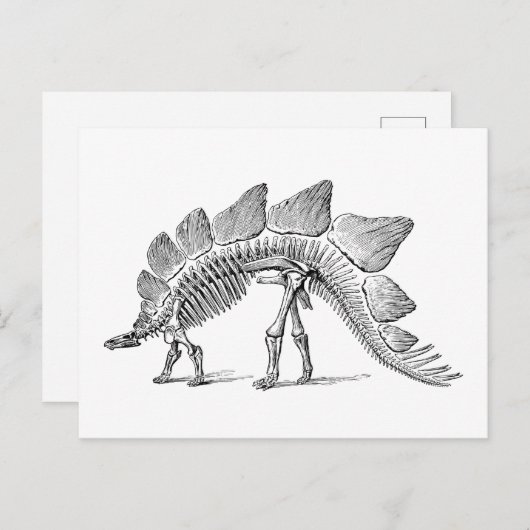 Stegosaurus Dinosaur Skeleton Fossil Briefkaart (Voorkant / Achterkant)